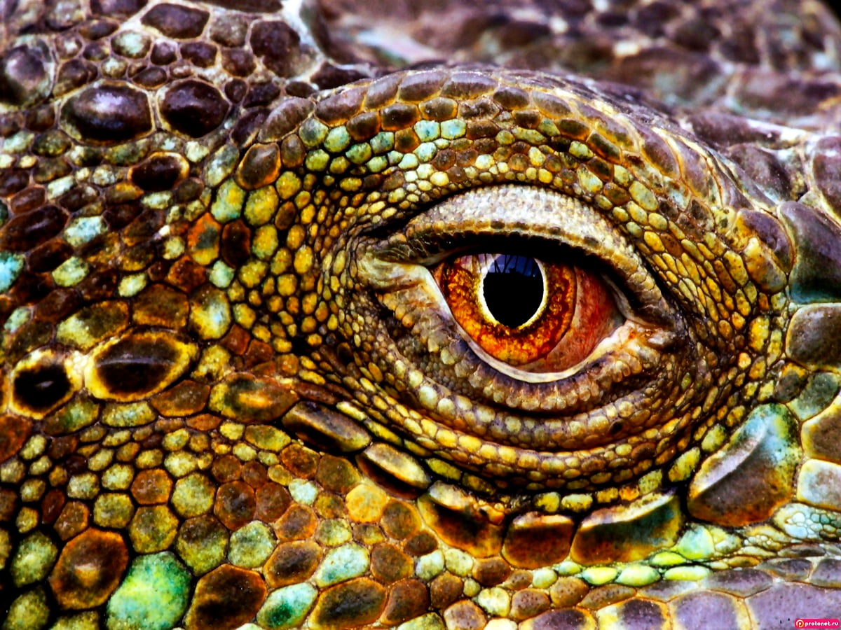 Reptile, animals, lizard, iguana, green iguana / background 1600x1200