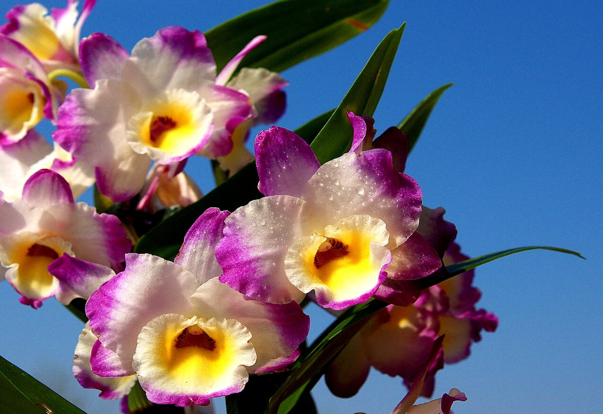 Gorgeous Kinds Of Dendrobium Orchids Picture Concept Gorgeous Kinds Of Dendrobium Orchids Picture Concept