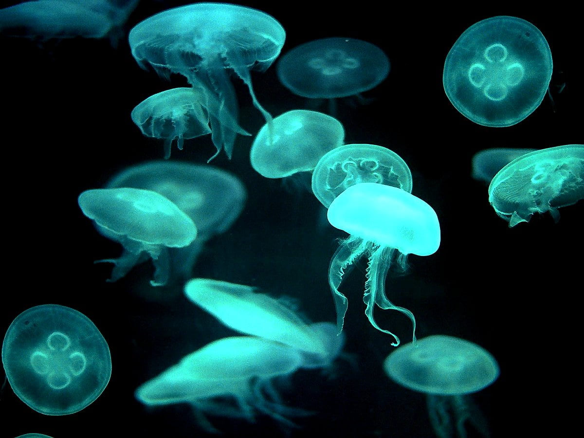 Jellyfish in water - backgrounds 1600x1200
