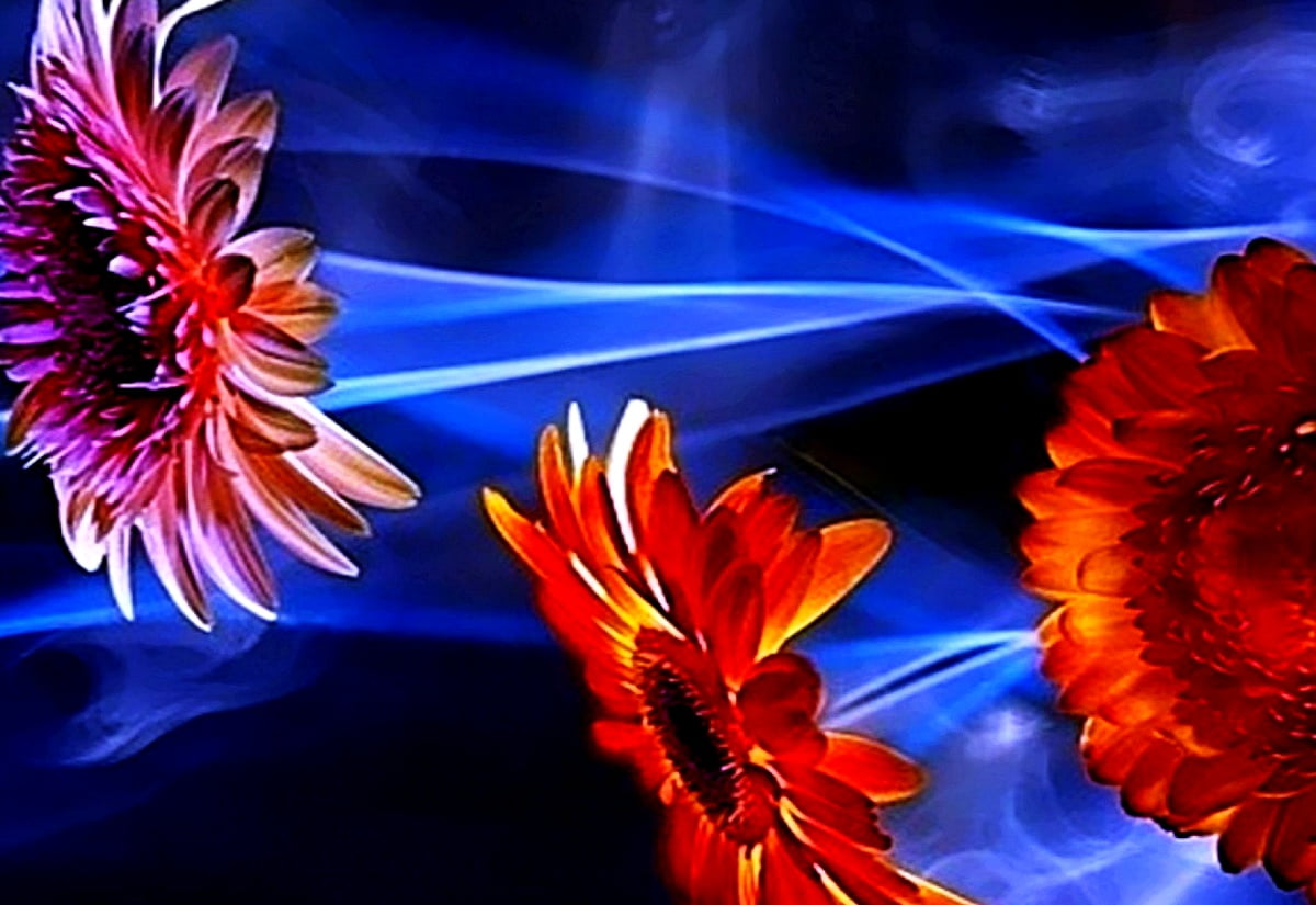 Free wallpaper HD : fantastic flowers, flowers, orange, petal, gerbera
