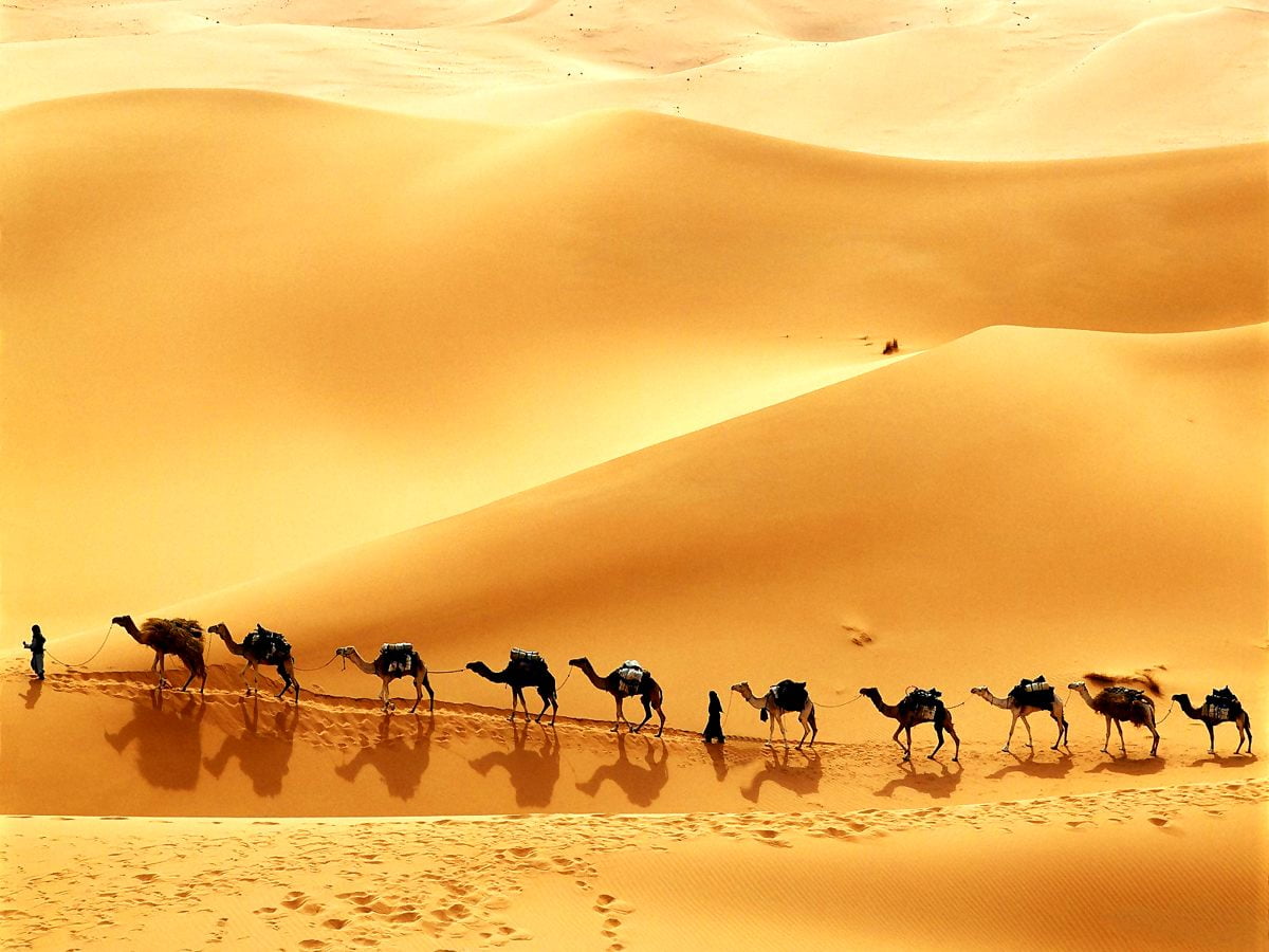Camel Desert Minimalist, HD Artist, 4k Wallpapers, Images, Backgrounds,  Photos and Pictures