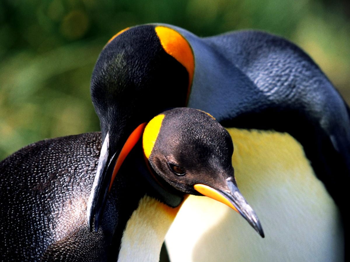 Oiseau noir et jaune sur pingouin - gratuit images de fond 1600x1200