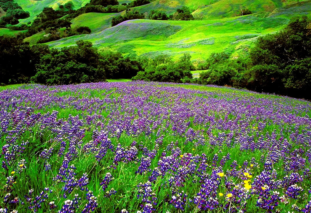 Screen wallpaper / large purple flower in middle of field