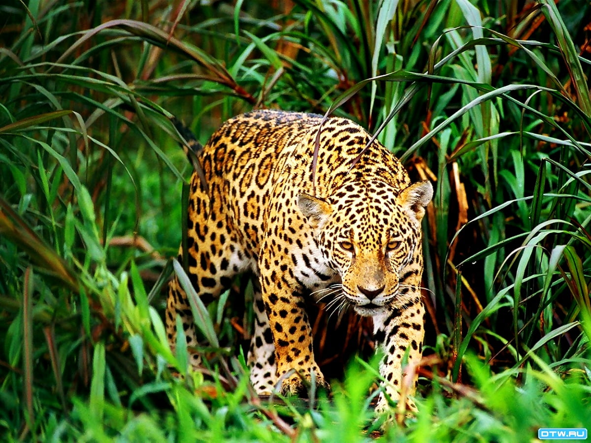 Wallpaper Wildlife, Leopard, Animals | TOP Free backgrounds