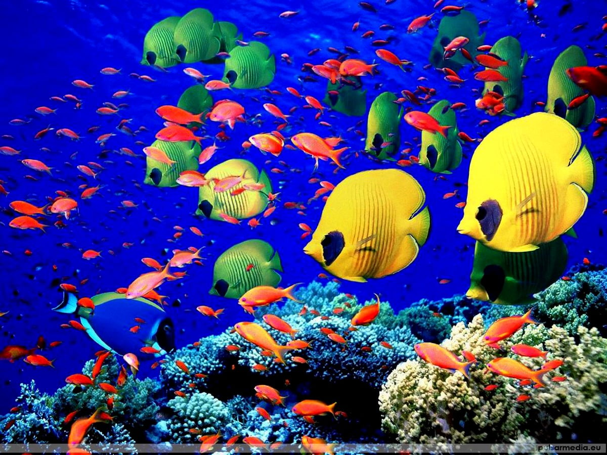 Premium Photo  The ecosystem of the underwater marine world colorful  tropical beautiful ocean fish
