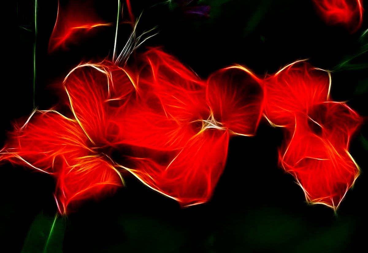 Fantastic flowers, red, flowers, flora, blossom : screen wallpaper