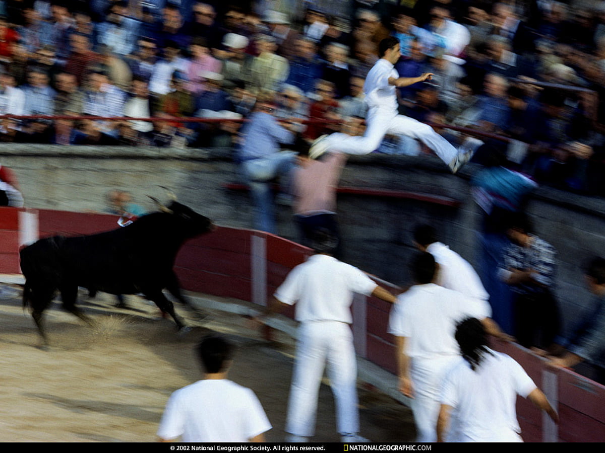 Beautiful wallpaper Everyday Moments, Bull, National Geographic | TOP ...
