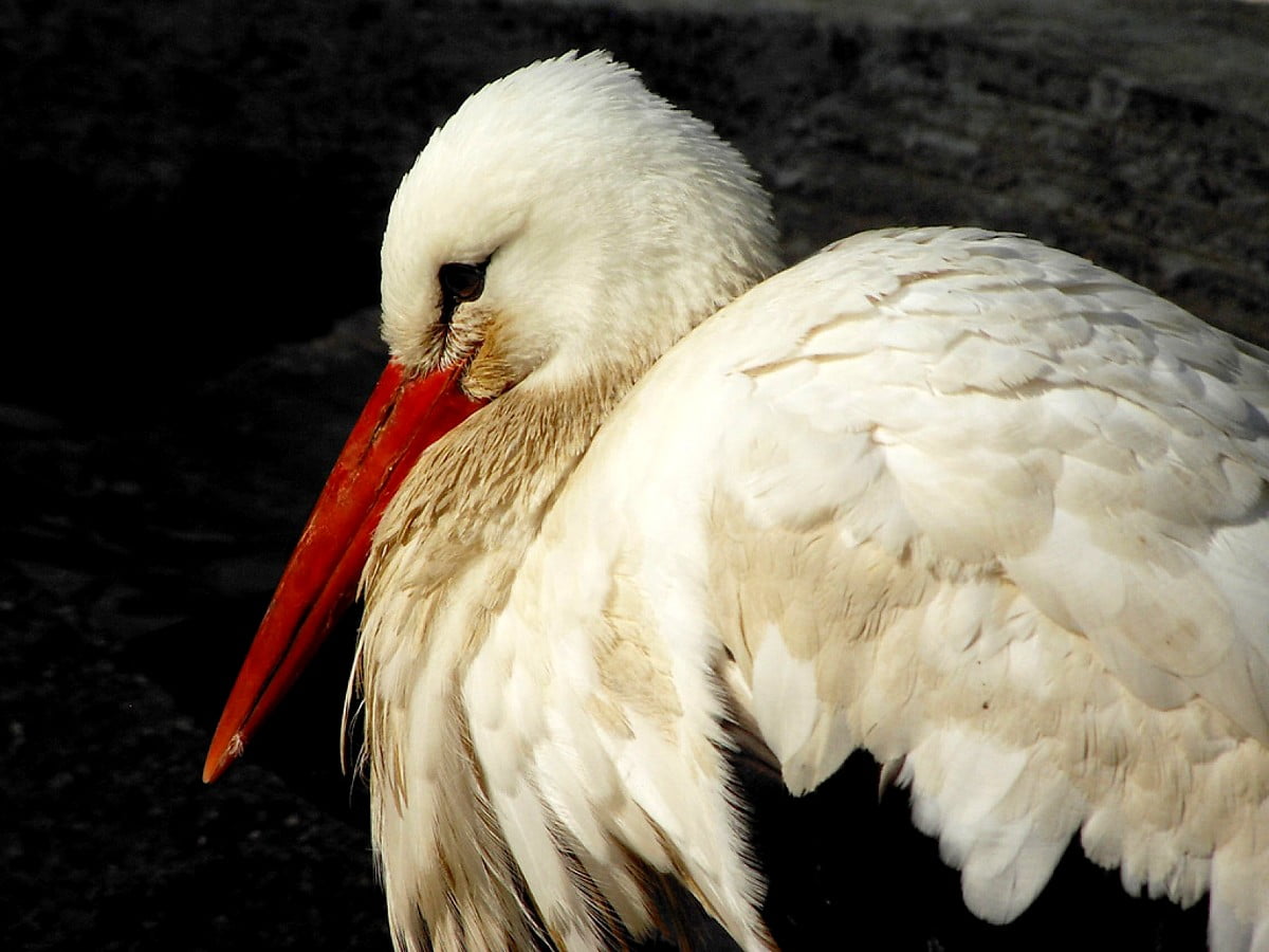Bird, white stork, stork, animals, feather — free screen wallpaper 1600x1200