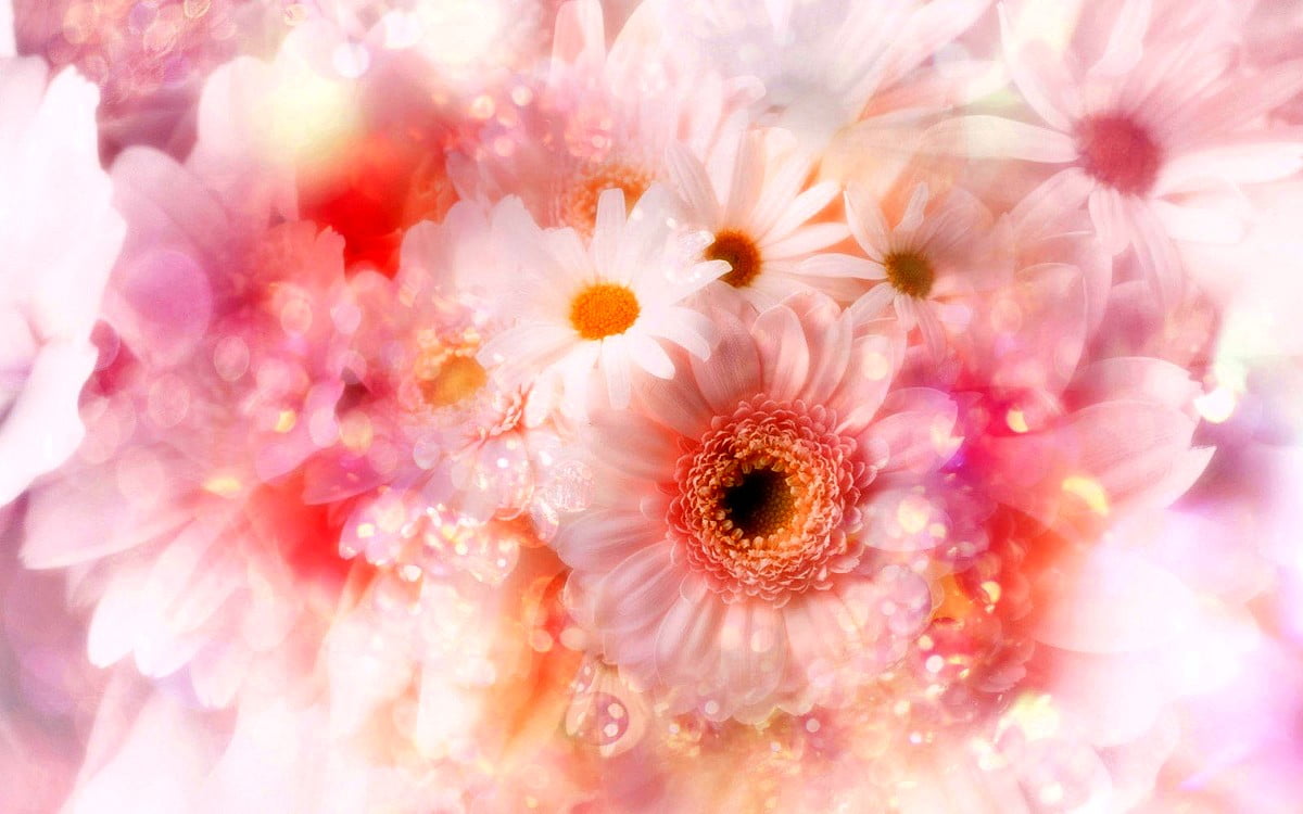 Image floue de fleur : image de fond 1600x1000