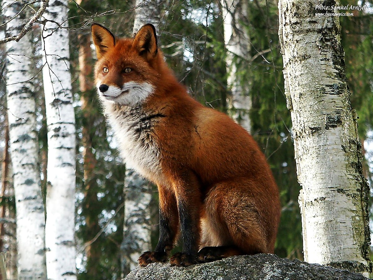 Ræv, Dyr, Rød Ræv billede til baggrund | Gratis Top baggrundsbillede