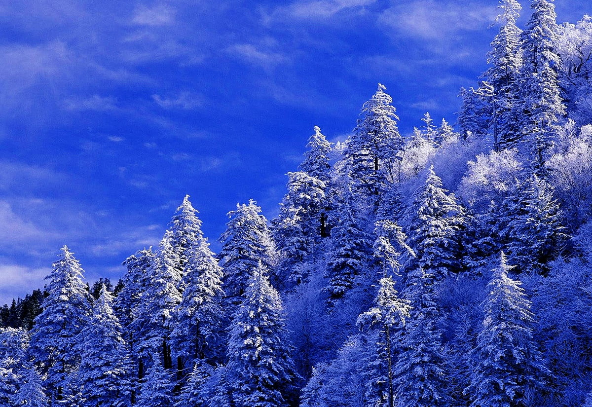 Fonds d'écran - arbre avec montagne dans la neige