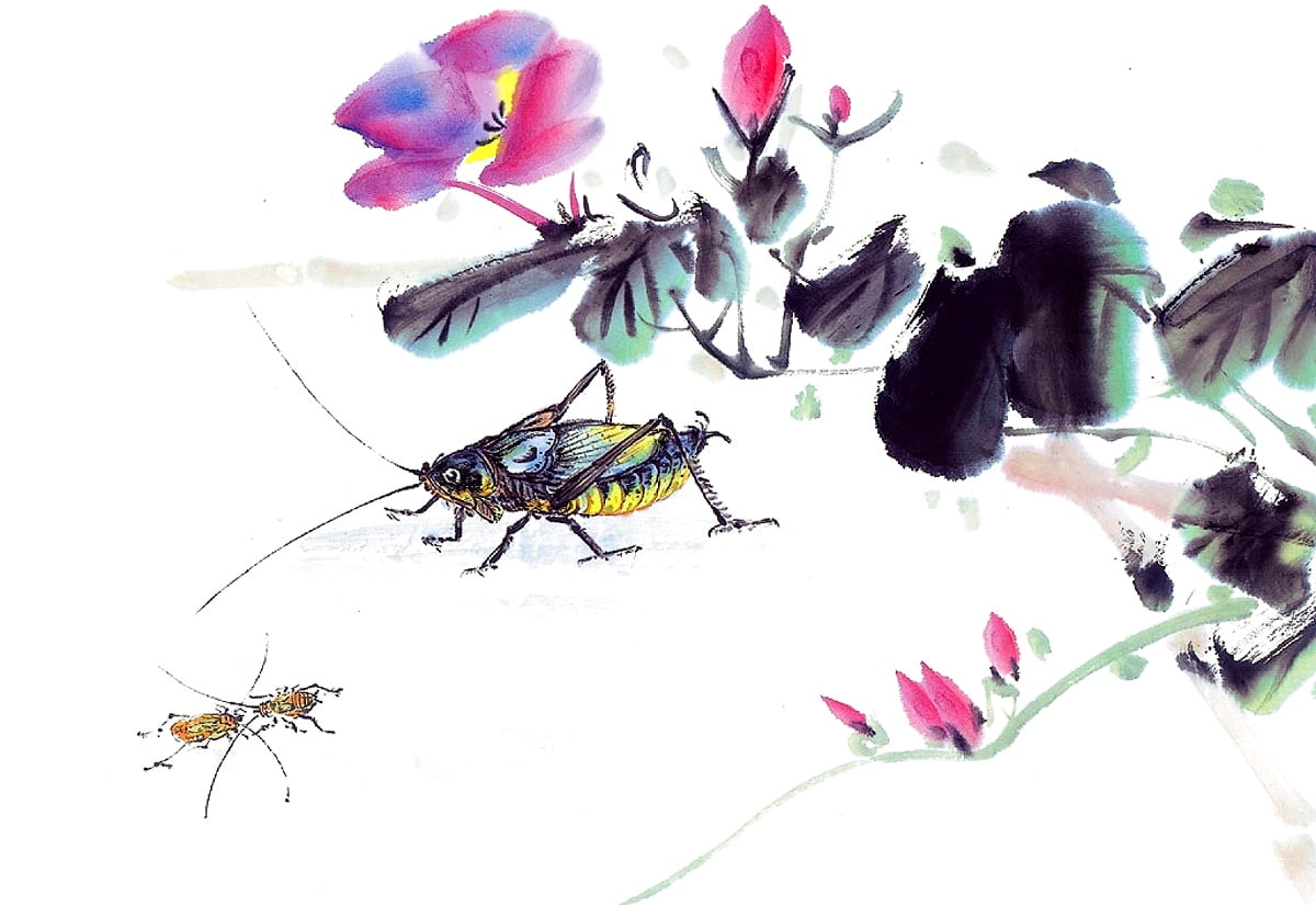 290+ HD Insects wallpapers | Download Free backgrounds
