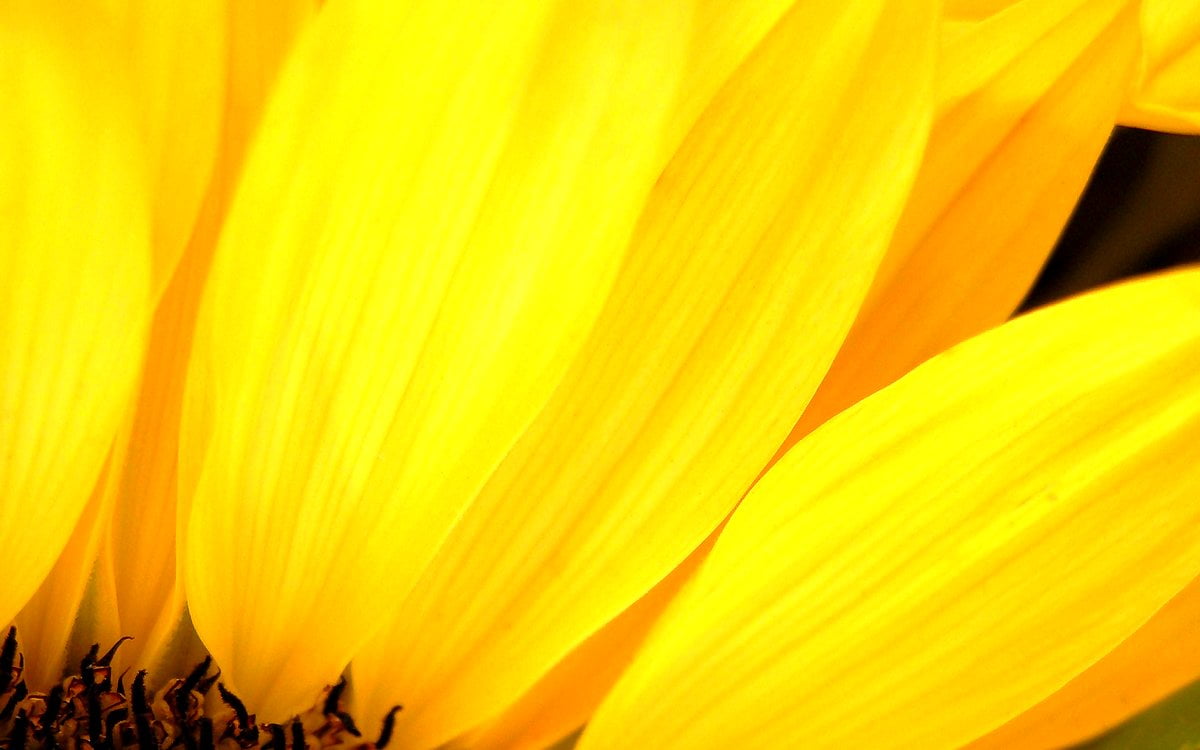 Flowers, yellow, sunflower, petal, amber — HD wallpaper 1920x1200