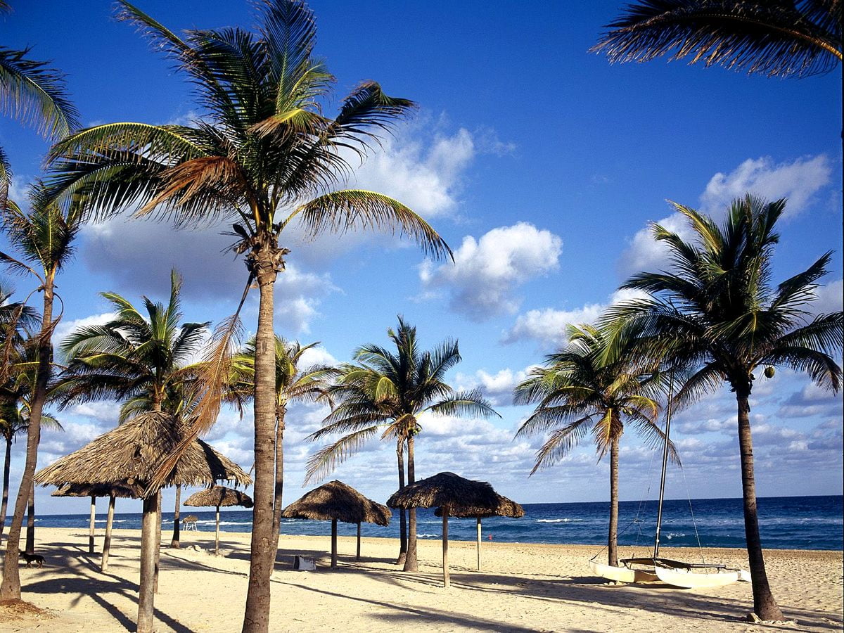 Background - palm trees on sandy beach
