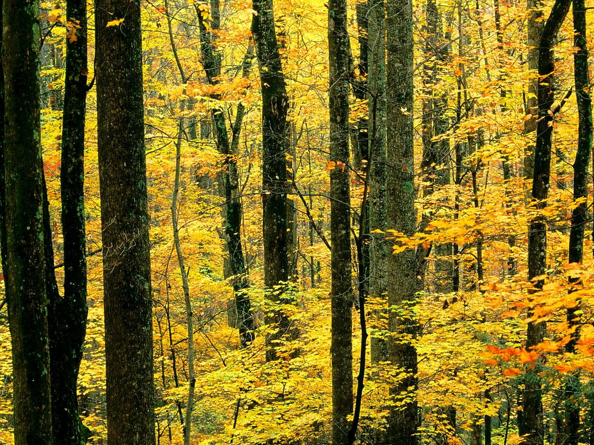 Photo Libre De Droit De Forêt De Feuillus Dautomne Au Soleil Du Matin Entre Les Troncs De Bouleau Gm1430569753 473403607 Photo Libre De Droit De Forêt De Feuillus Dautomne Au Soleil Du Matin Entre Les Troncs De Bouleau Gm1430569753 473403607