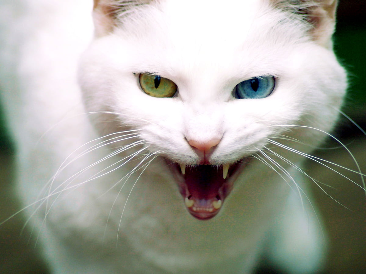 Chats, émotions, chat domestique, animaux, blancs — photo pour fond d'écran