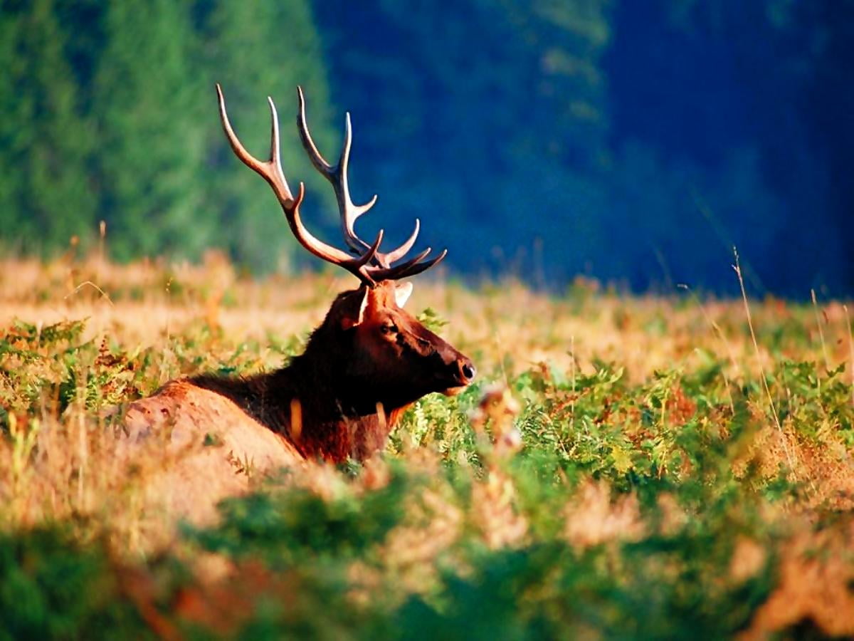 Elk wallpapers HD | Download Free backgrounds