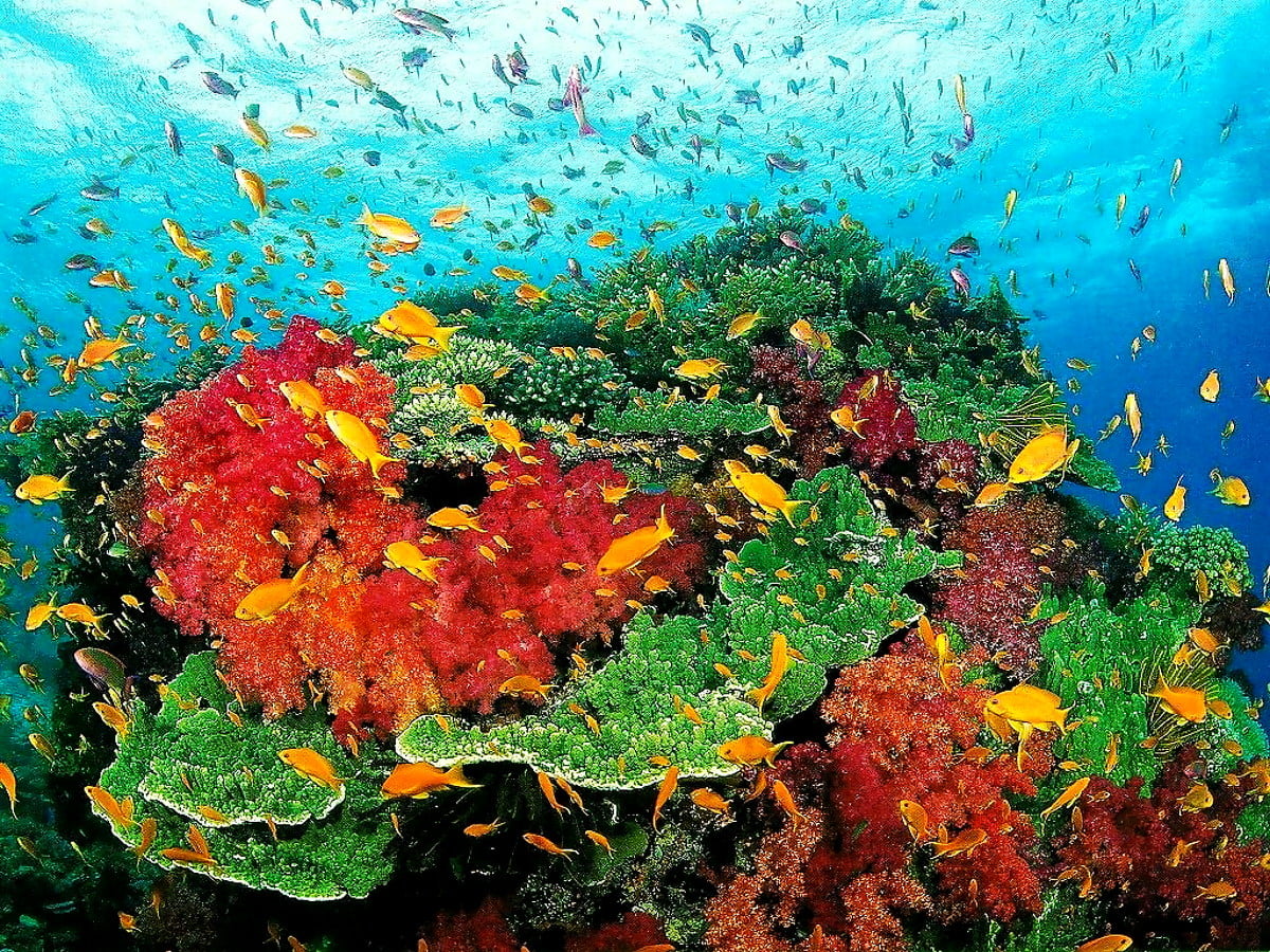 Taustakuva Meren El m Akvaario Riutta Ilmaiset Taustakuvat Taustakuva Meren El m Akvaario Riutta Ilmaiset Taustakuvat