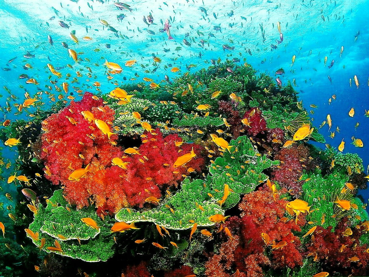 Ocean Life, Coral Reef, Reef wallpaper 🔥 FREE Download backgrounds