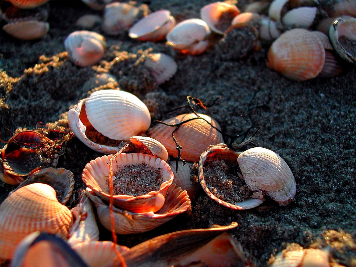Shell, shellfish, animals, seafood, molluscs : free screen wallpaper
