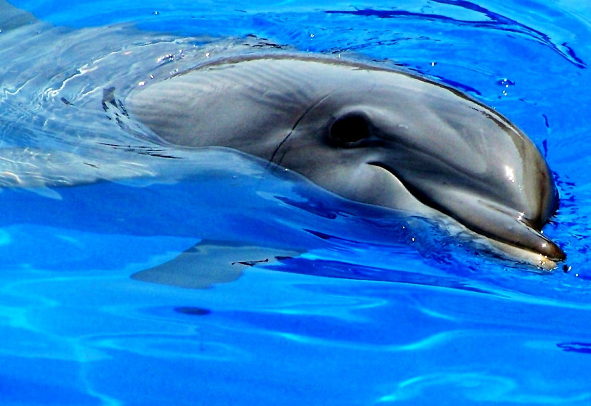 Wallpaper — dolphin swimming in blue water