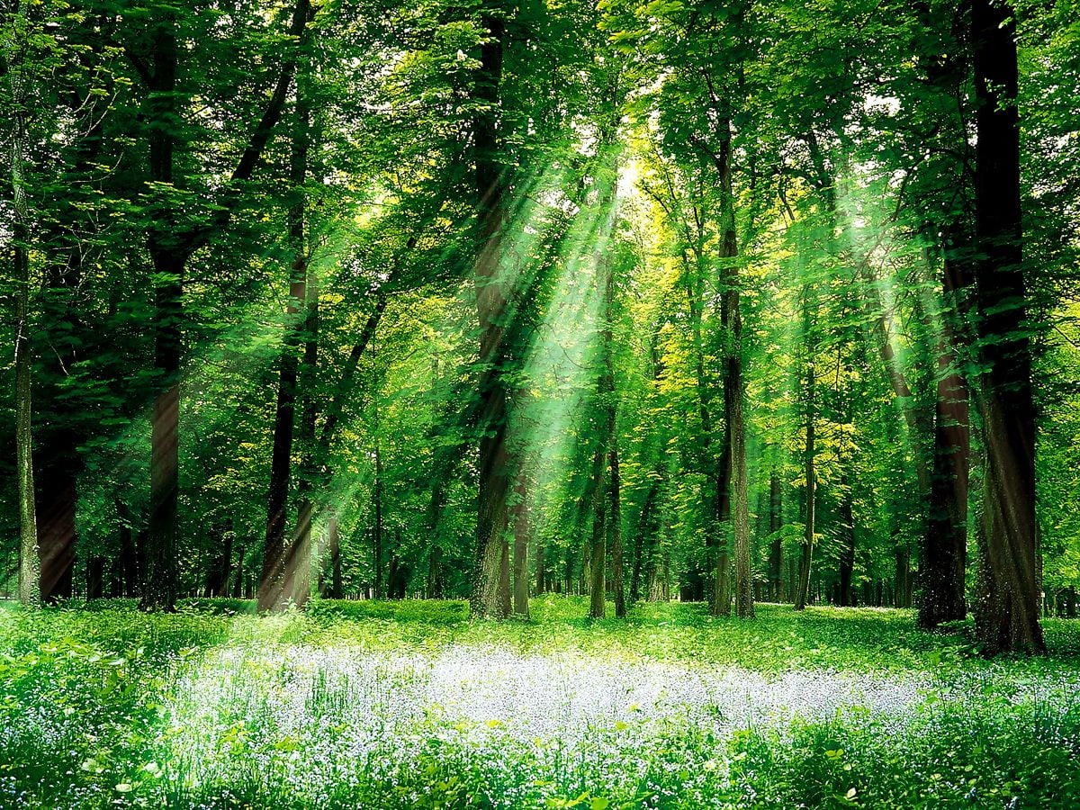 Hnmdmyi Fondo De Fotografía 2.1x1.5 M – Bosque Verde Natural, Paisaje De Selva Y Sol – Vinilo Ligero, Para Fiestas, Cumpleaños, Baby Shower, Photo Booth