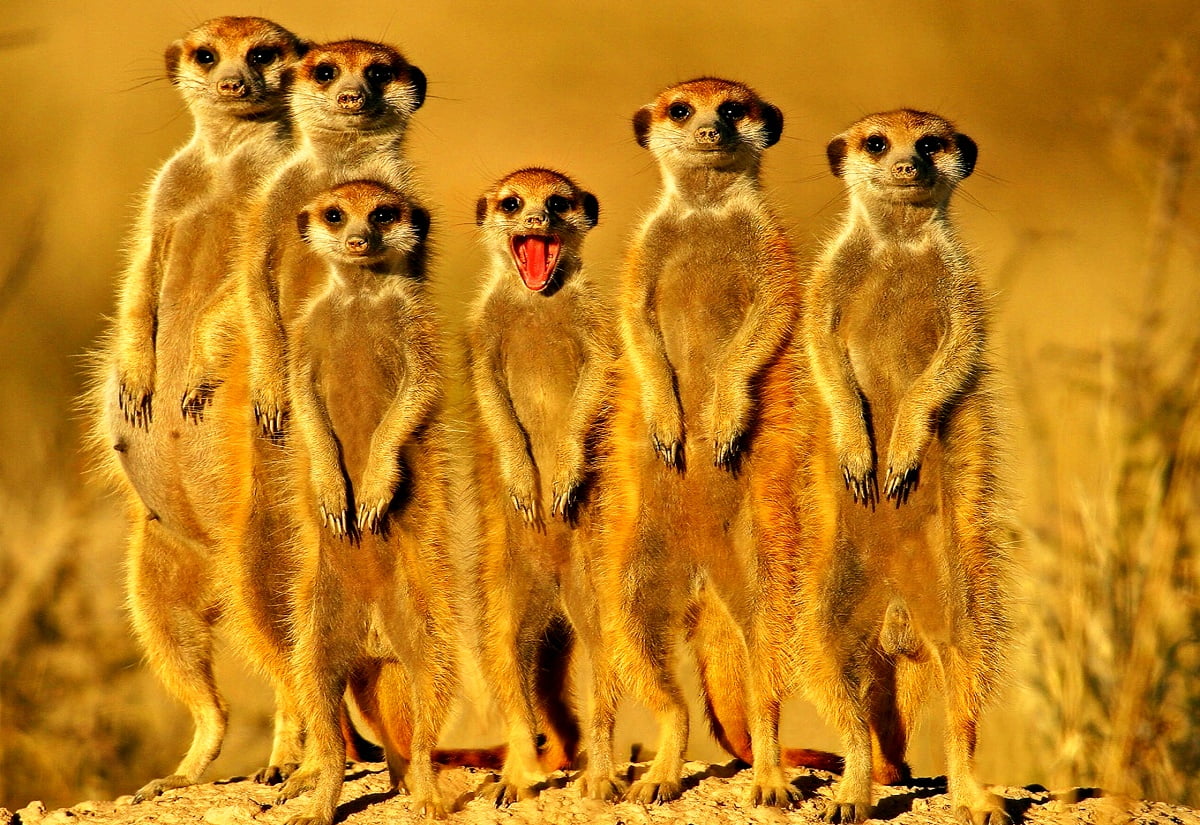 imagen-de-pantalla-suricata-suricatta-vida-silvestre-animales
