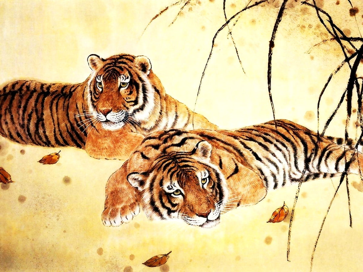 Tiger, wildlife, bengal tiger, siberian tiger, animals : free HD backgrounds