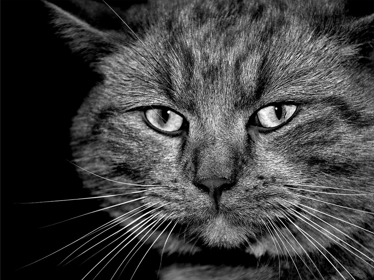 Screen wallpaper — cats, black and white, domestic cat, animals, domestic short-haired cat 1600x1200