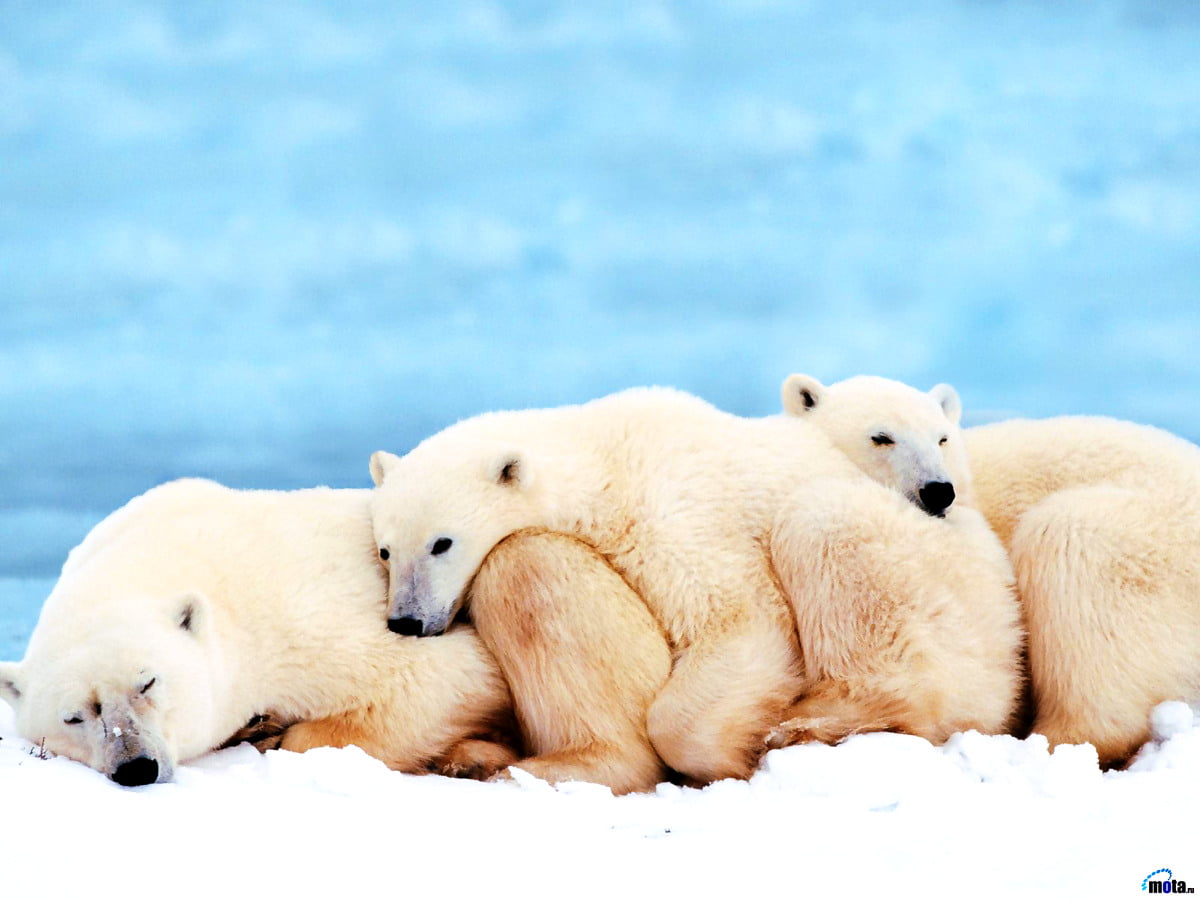 Polar bear in snow - wallpaper
