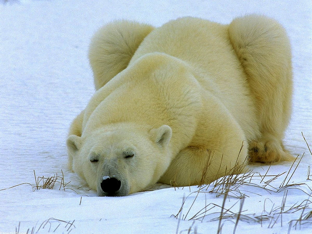 Large white polar bear playing in water