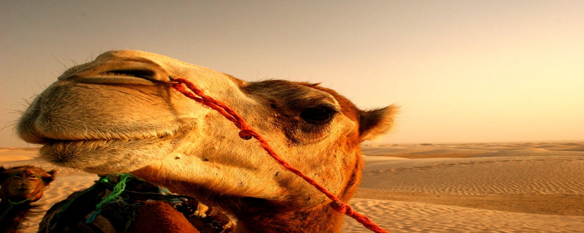 Premium Vector | Person leading the camel islamic background wallpaper sand  desert golden sunlight vector