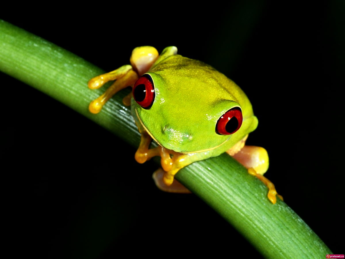 40+ Tree frog wallpapers HD | Download Free backgrounds