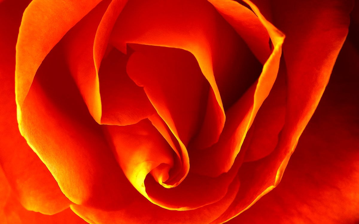 Flowers, orange, petal, garden roses, yellow - HD screen wallpaper (2560x1600)