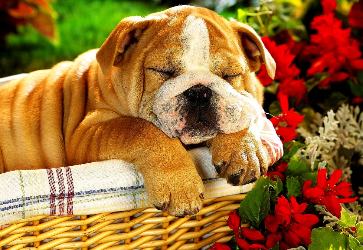 Fonds D cran Bouledogue HD T l charger Gratuitement