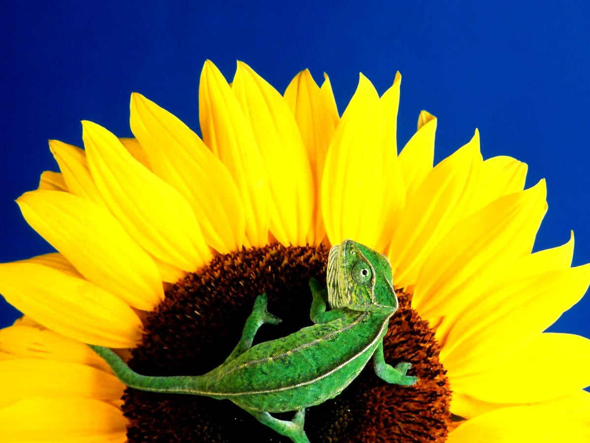 Sunflower, reptile, flowers, yellow, animals / wallpaper 1600x1200