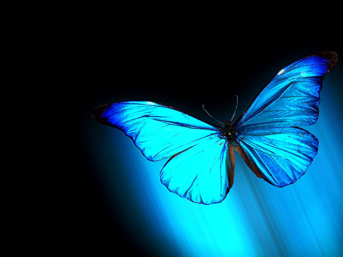 Papillon, bleus, insectes, art graphique, nature / image pour fond d'écran (1600x1200)