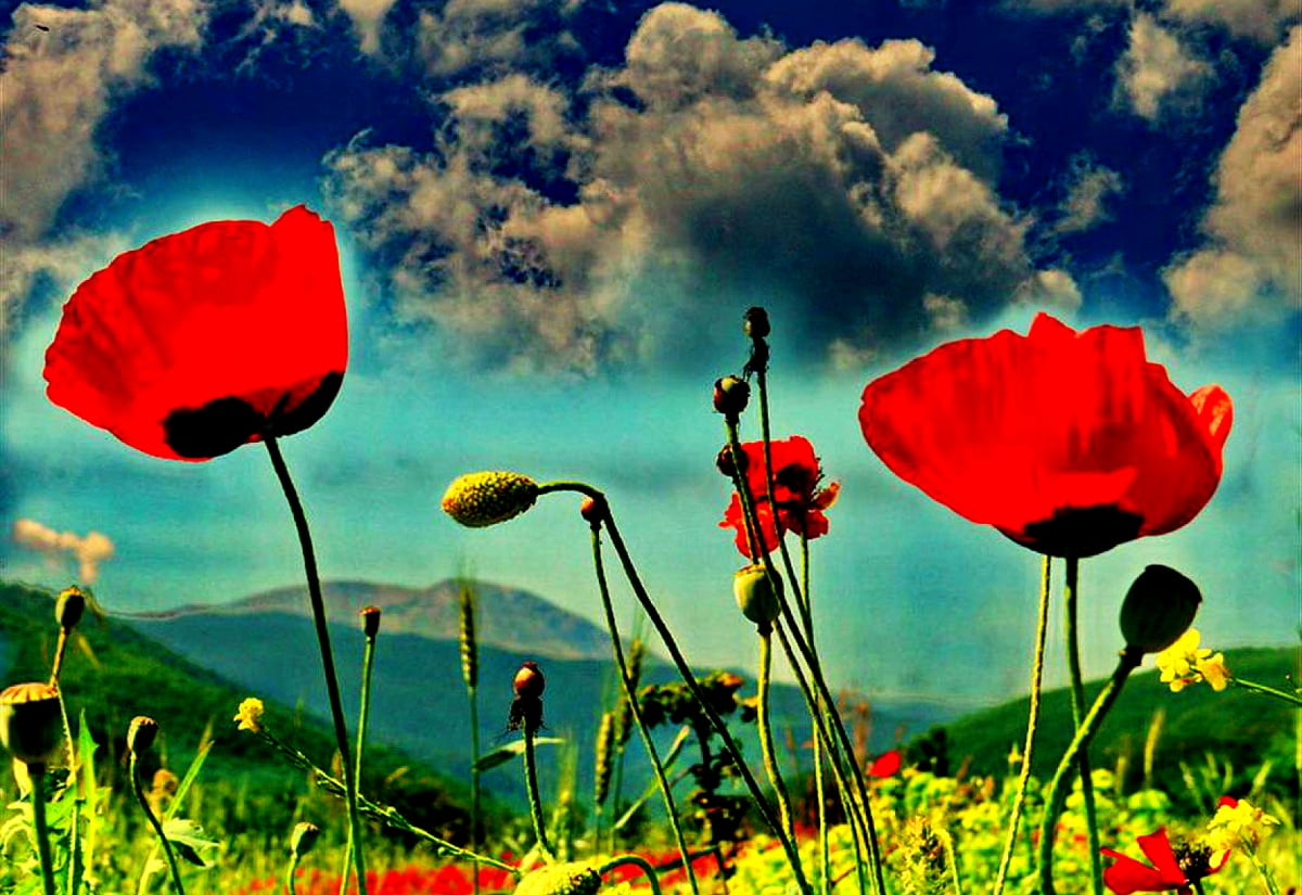 Download Poppy wallpapers for mobile phone free Poppy HD pictures