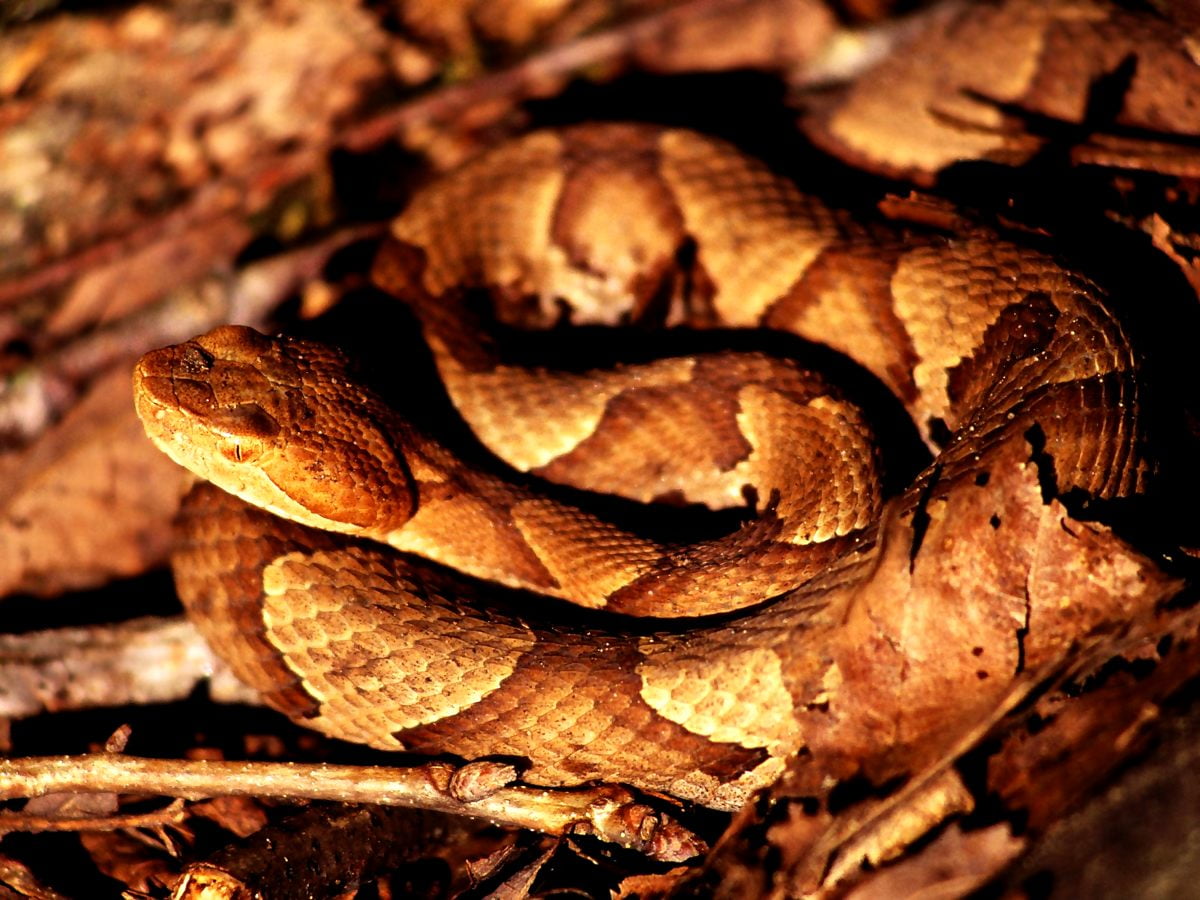 Windows Slange, Krybdyr, Glat Grøn Slange billede | Download Gratis ...