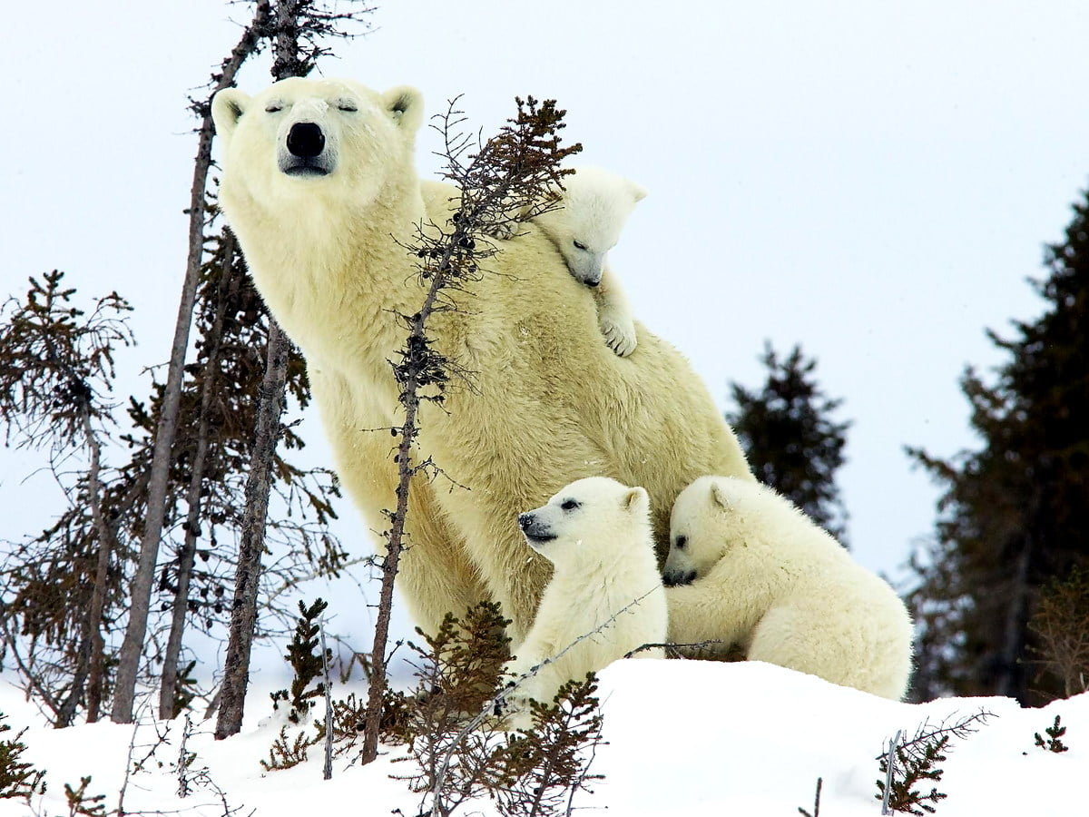 Polar bear in snow - HD background
