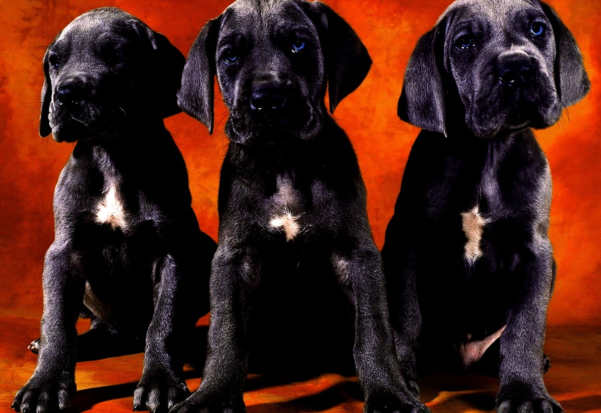Fonds d'écran Chien de garde HD |Télécharger Gratuitement