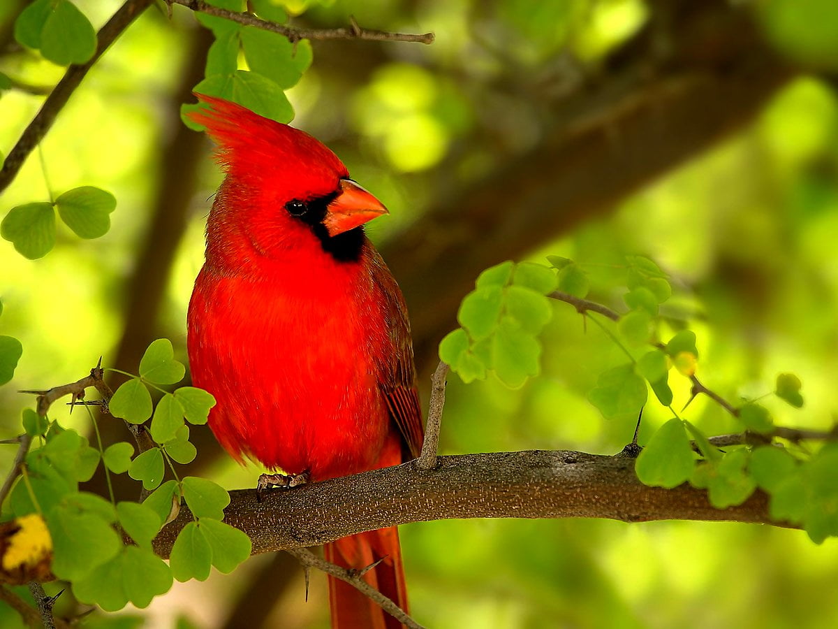 Screen wallpaper / small red bird perched on tree branch