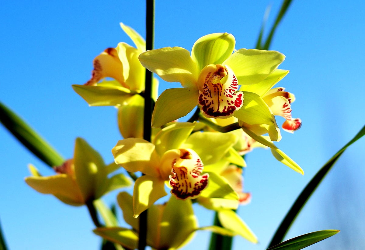 Flowers, orchid, flora, blossom, petal — free HD wallpapers