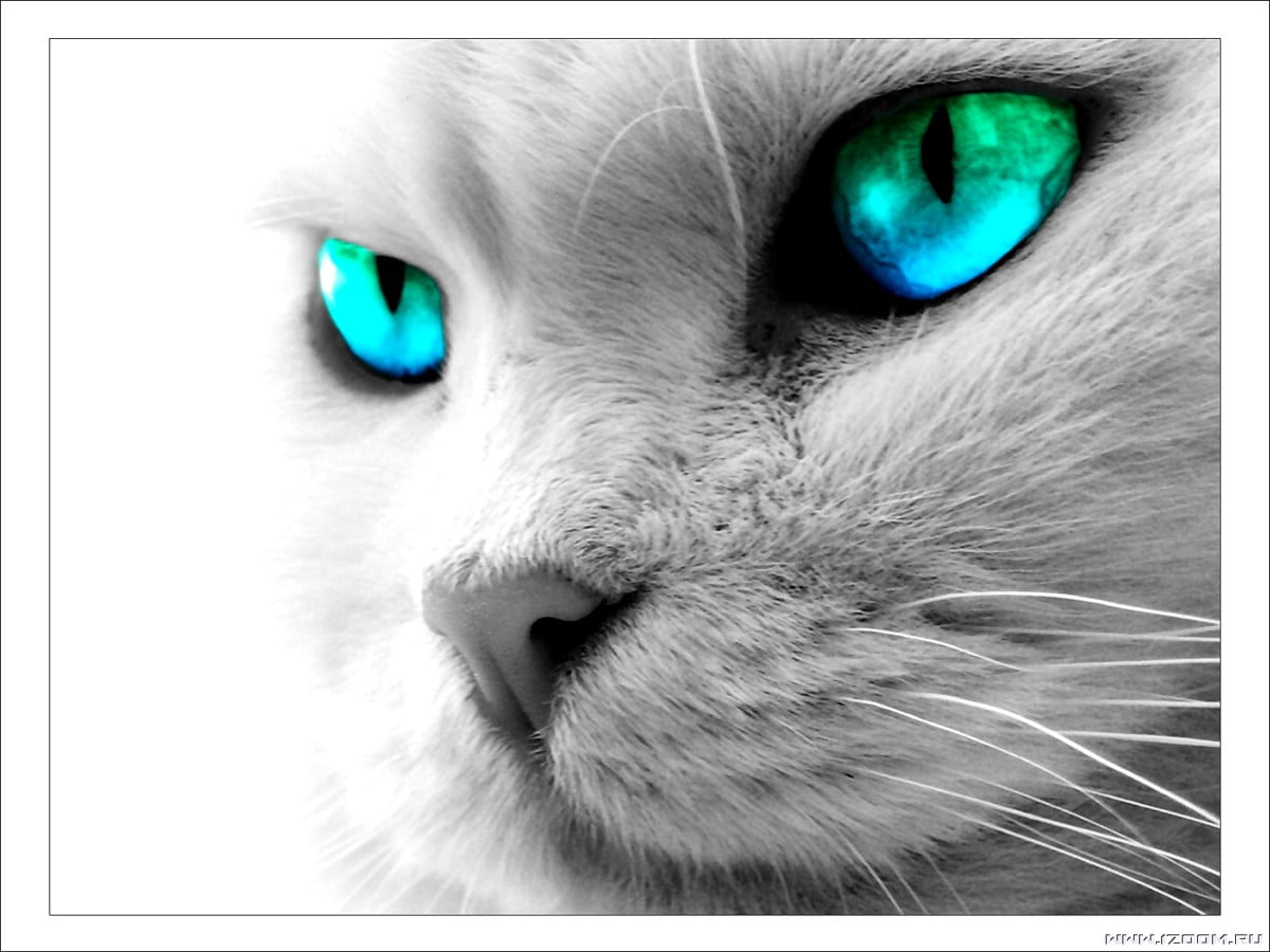 Chat aux yeux verts : image d'arrière-plan