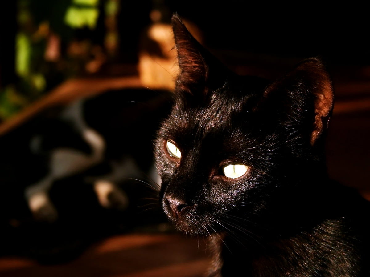 bombay-katt-bakgrunner-hd-laste-ned-bakgrunnsbilder-gratis