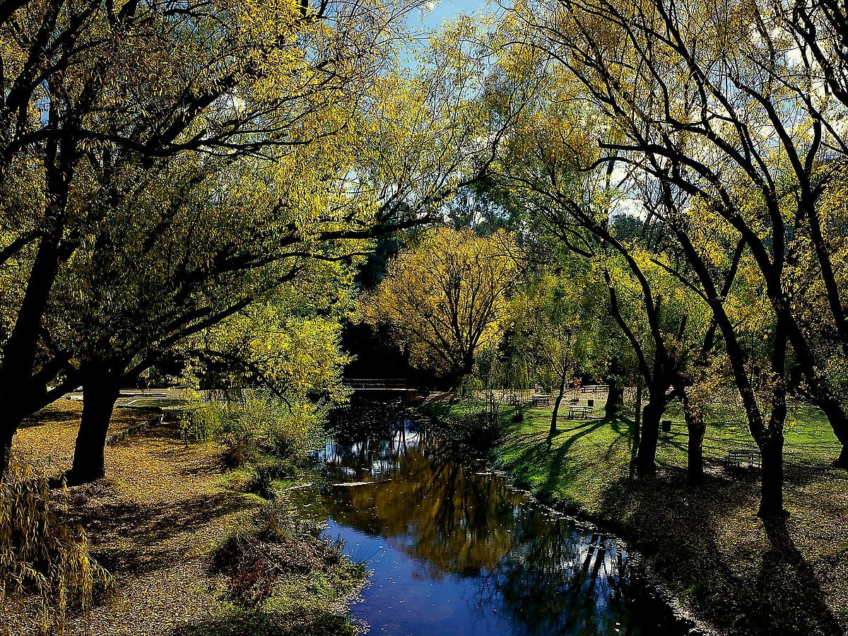 Arbre à côté de la rivière (Australie) : gratuit photo pour fond d'écran