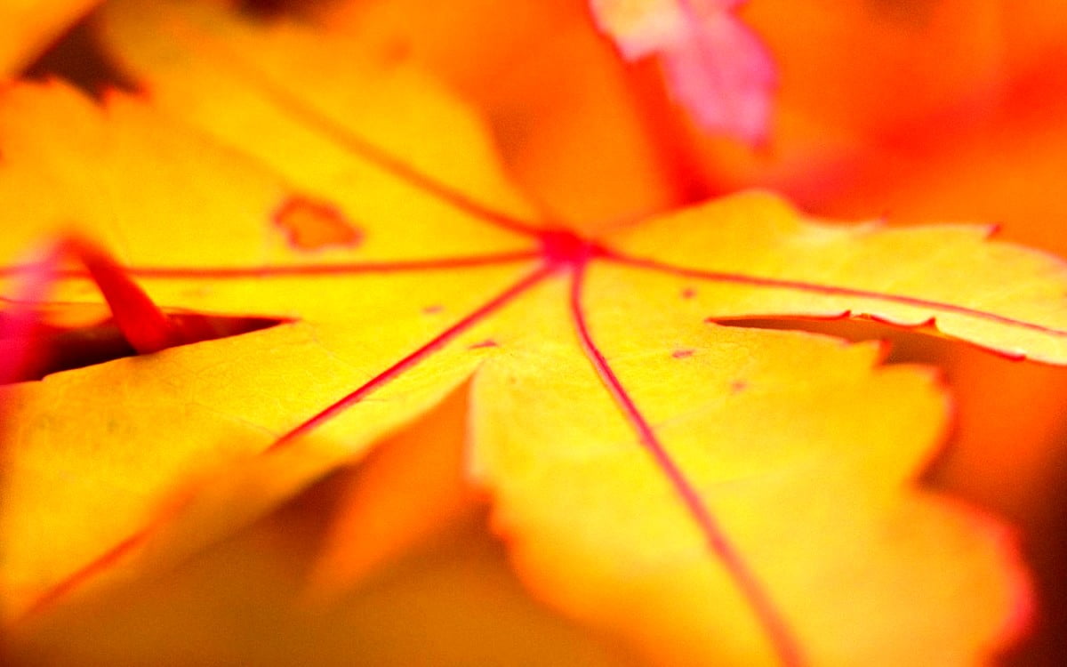 HD background image - nature, orange, red, yellow, autumn 1600x1000