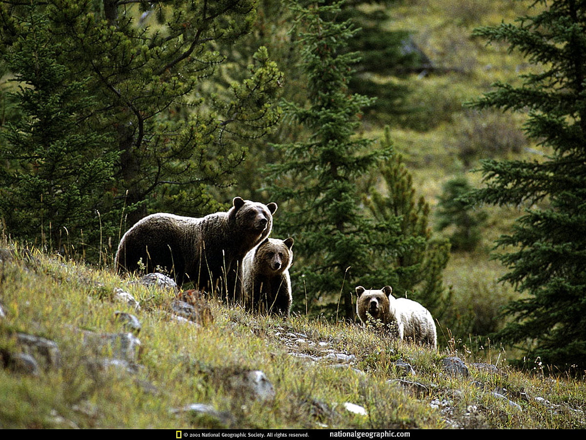 Mouton debout sur une forêt verte luxuriante : gratuit image d'arrière-plan