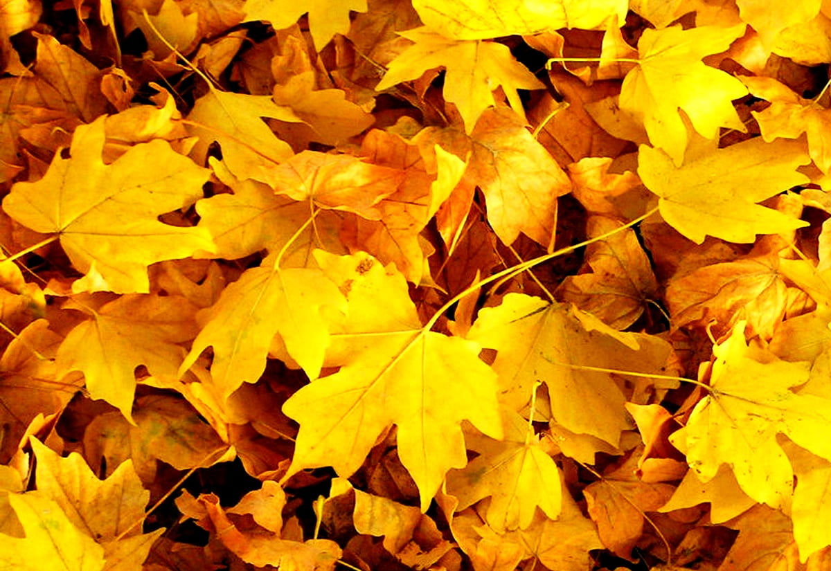30 Fonds D écran Feuilles Hd Télécharger Gratuitement