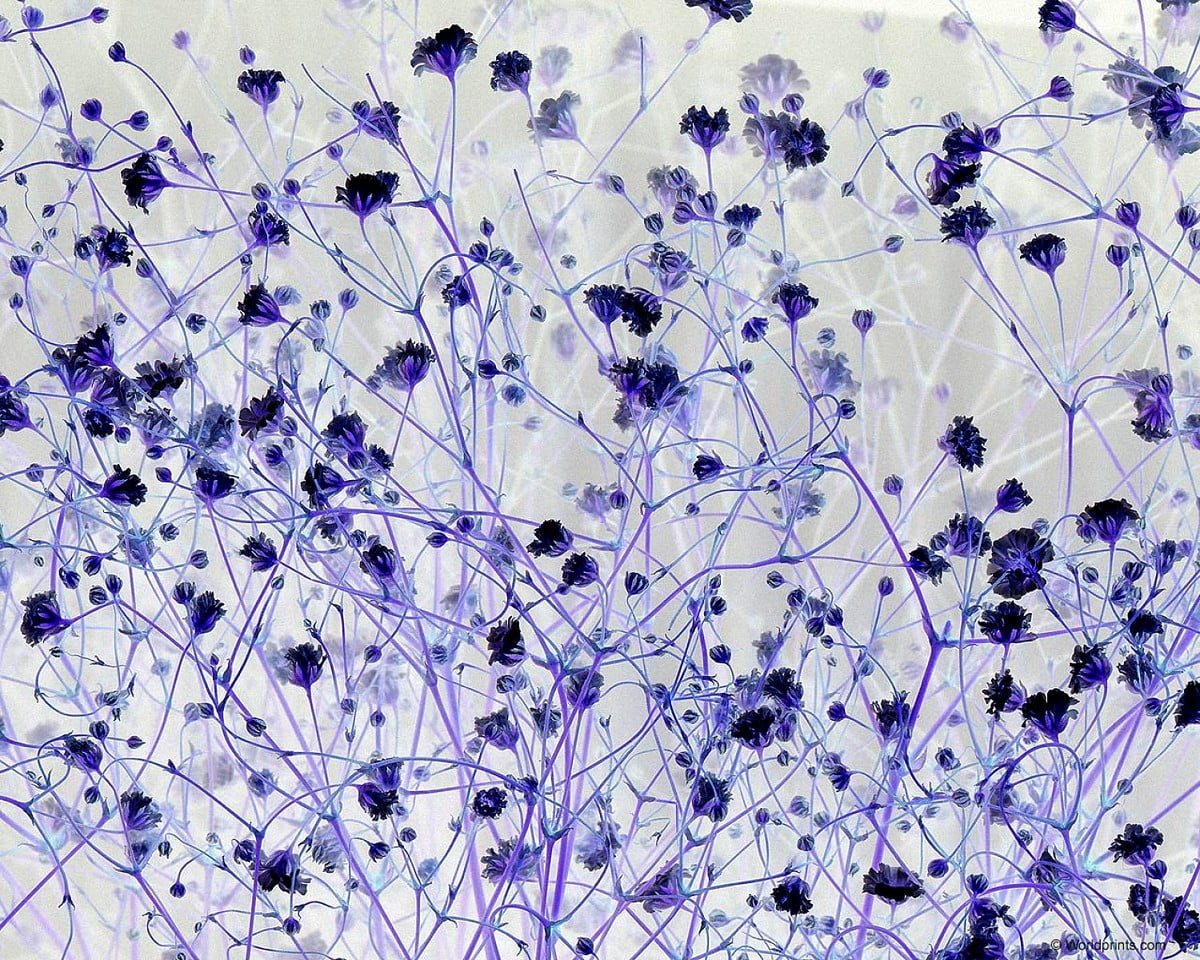 Screen wallpaper — macro flower, violet, purple, lavender, pattern 1500x1200
